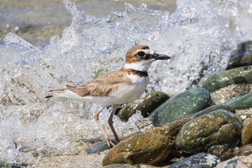 A wild semipalmated plover wandering the shoreline at U.S. Virgin Islands National Park on the island of Saint John.