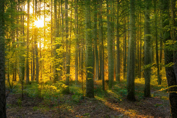 Fototapeta premium Magical sunset in the forest.
