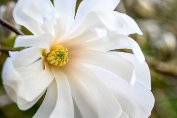 Closeup of the white bloom of a Star Magnolia, backlit by the sun, as a nature background

