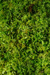 Lush feathery green moss growing in a woodland environment, as a textured nature background
