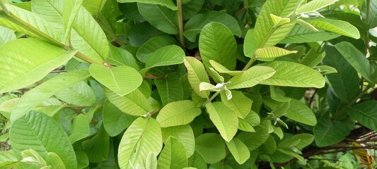 Guava plant(Psidium guajava) or guava leaves