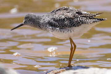 Wild willet in U.S. Virgin Islands National Park on the island of St. John.