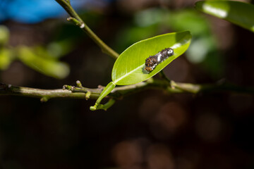 アゲハチョウの黒い幼虫
