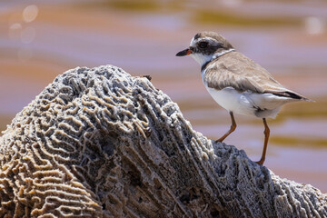 A wild semipalmated plover wandering the shoreline at U.S. Virgin Islands National Park on the island of Saint John.