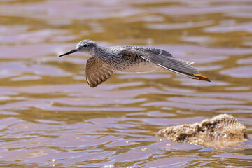 A wild willet by the waters of Virgin Islands National Park on the island of Saint John.