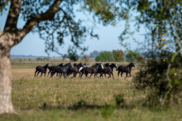 Horses running in nature