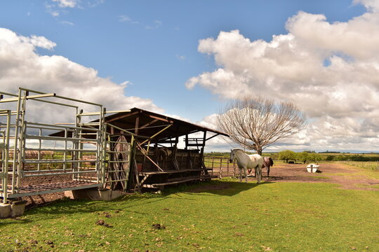 caballos en el corral