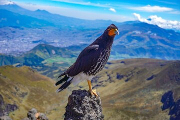 bird on a mountain