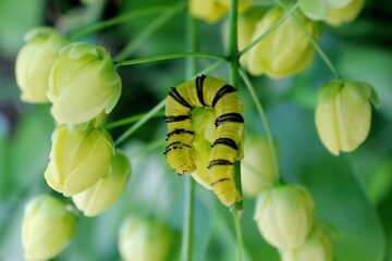 inseto lagarta larva de borboleta ou mariposa  