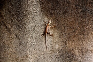 lagartixa de parede - hemidactylus mabouia