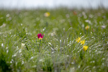 Fantastic beautiful wildflowers. Colorful spring tulips. Soft focus