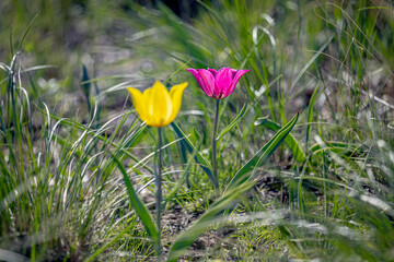 Fantastic beautiful wildflowers. Colorful spring tulips. Soft focus
