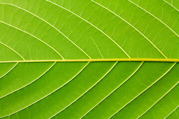 Surface of Behine Mitragyna Speciosa Korth or kratom leaf.