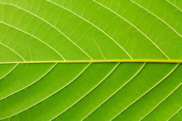 Surface of Behine Mitragyna Speciosa Korth or kratom leaf.