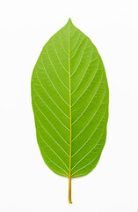 Behind of Mitragyna Speciosa Korth or kratom leaf isolated on white background.