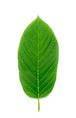 Obraz premium Mitragyna Speciosa Korth or kratom leaf isolated on white background.