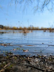 autumn leaves on the river bank