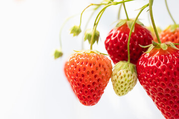 closeup view of fresh strawberry in the organic fruit farm on white background.