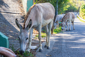 A wild donkey scavenging for food along the side of the road in U.S. Virgin Islands National Park on the island of Saint John.