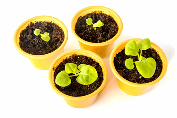 In plastic yellow glasses, seeded spring seedlings of petunias grow for a garden plot.