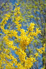 Bush with small and bright yellow flowers, Forsythia Intermedia Spectabilis