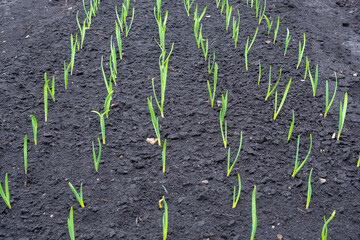 Garlic closeup. Green sprouts of garlic growing in the spring in the vegetable garden.