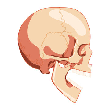 Skull open mouth Skeleton Human head side view with teeth row. Human head model. Set of chump realistic flat natural 3D color concept. Vector illustration of anatomy isolated on white background