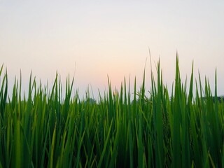 green grass in the morning