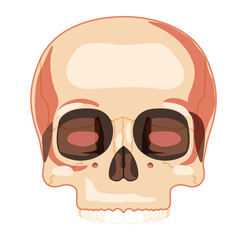 Skull Skeleton Human head front view with teeth row. Human face upper part model. Set of chump realistic flat natural color concept. Vector illustration of 3d anatomy isolated on white background