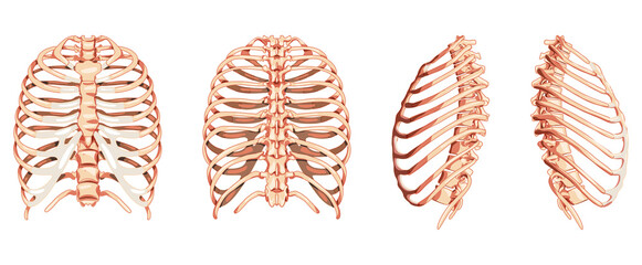 Set of Rib cages Skeleton Human front back side ventral, lateral, and dorsal view. Set of Anatomically correct realistic flat natural color concept Vector illustration of isolated on white background © Vectoressa