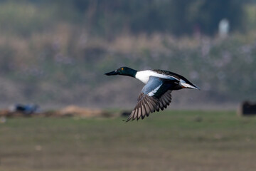 Northern shoveler (Spatula clypeata) in flight spotted at Bhigwan in Maharashtra, India