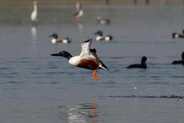 Northern shoveler (Spatula clypeata) in flight spotted at Bhigwan in Maharashtra, India