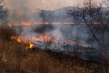 This photo shows a forest fire in Russia. The forest is on fire. High quality photo