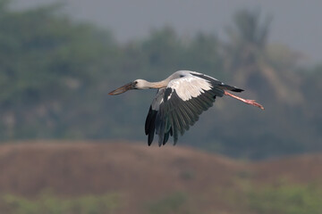 Asian openbill or Asian openbill stork (Anastomus oscitans) spotted in flight at Bhigwan in Maharashtra, India