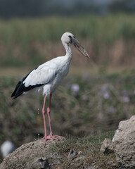 Asian openbill or Asian openbill stork (Anastomus oscitans) spotted at Bhigwan in Maharashtra, India