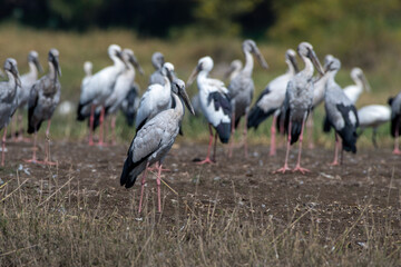 Asian openbill or Asian openbill stork (Anastomus oscitans) spotted at Bhigwan in Maharashtra, India along with its flock