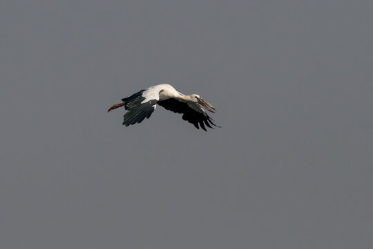 Asian openbill or Asian openbill stork (Anastomus oscitans) spotted in flight at Bhigwan in Maharashtra, India