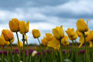 Fototapeta premium Field of yellow tulips in New Jersey USA. High quality photo