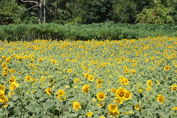 Fototapeta premium Many very beautiful yellow sunflower in garden
