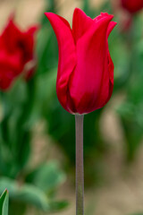 Fototapeta premium Large field of red tulips in New Jersey USA. High quality photo