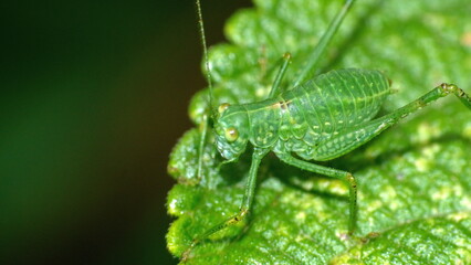 Green katydid on a leaf in Cotacachi, Ecuador