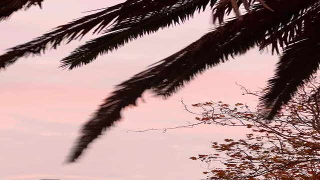 Sunset through Palm Leaves 