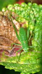 Green katydid on a leaf in Cotacachi, Ecuador