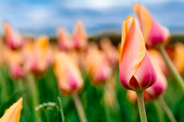 Field of French Single Late Tulips in New Jersey USA. High quality photo
