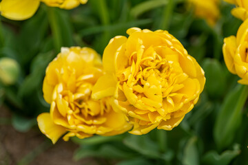 Field of yellow tulips in New Jersey USA. High quality photo