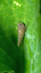 Brown leafhopper on a leaf in Cotacachi, Ecuador
