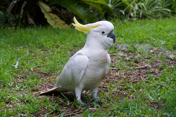 Cockatoo