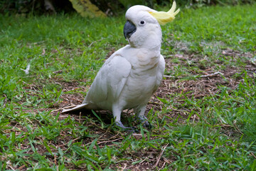 Cockatoo