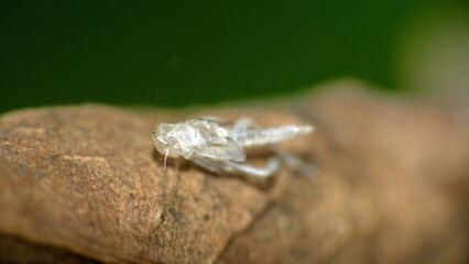Shed exoskeleton of a leafhopper in Cotacachi, Ecuador