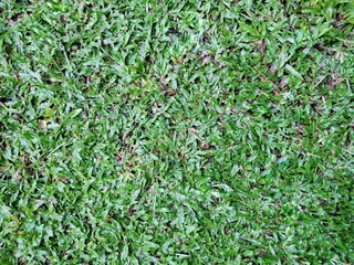 green grass background